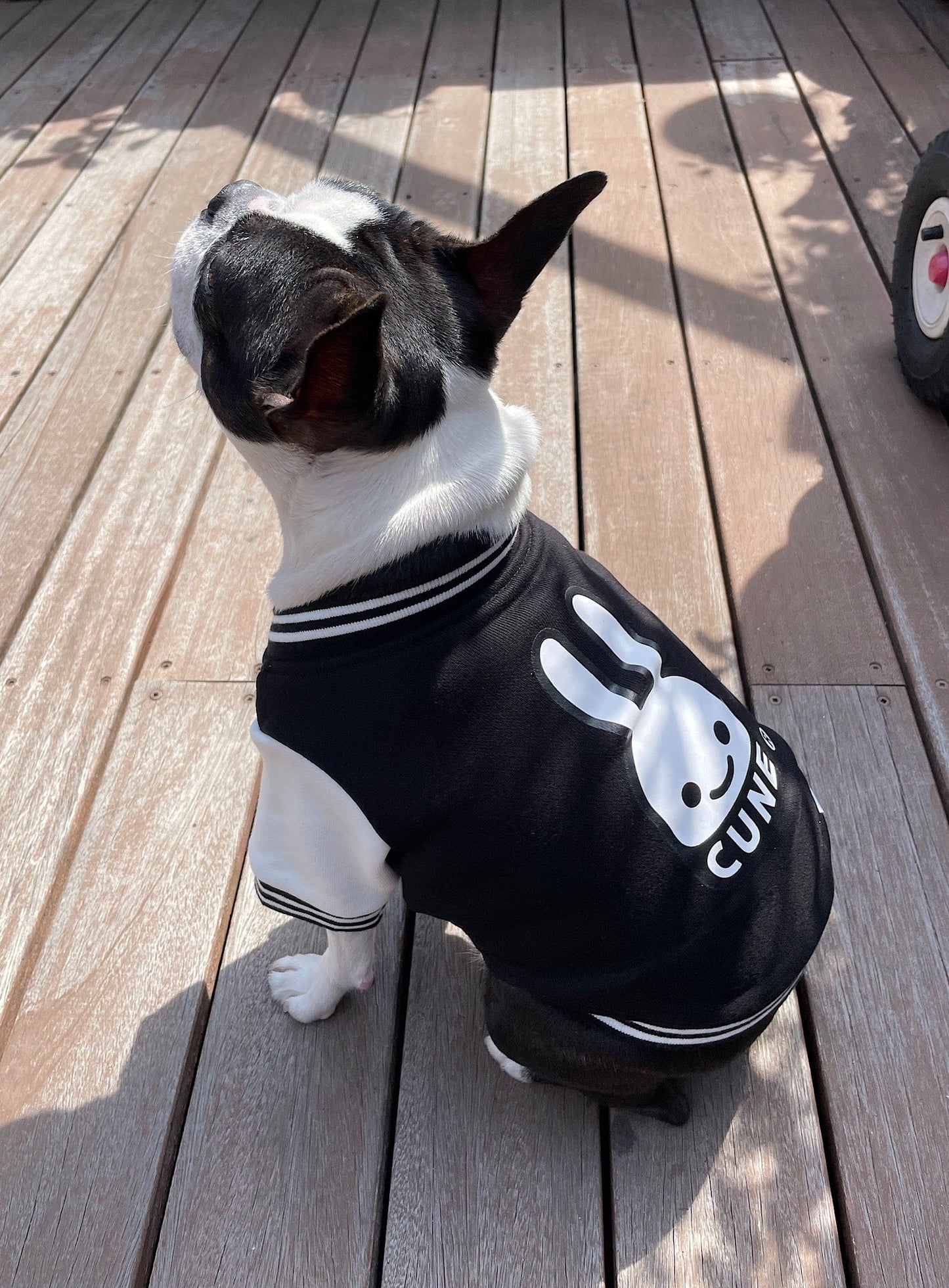 小型犬のスウェットスタジャン