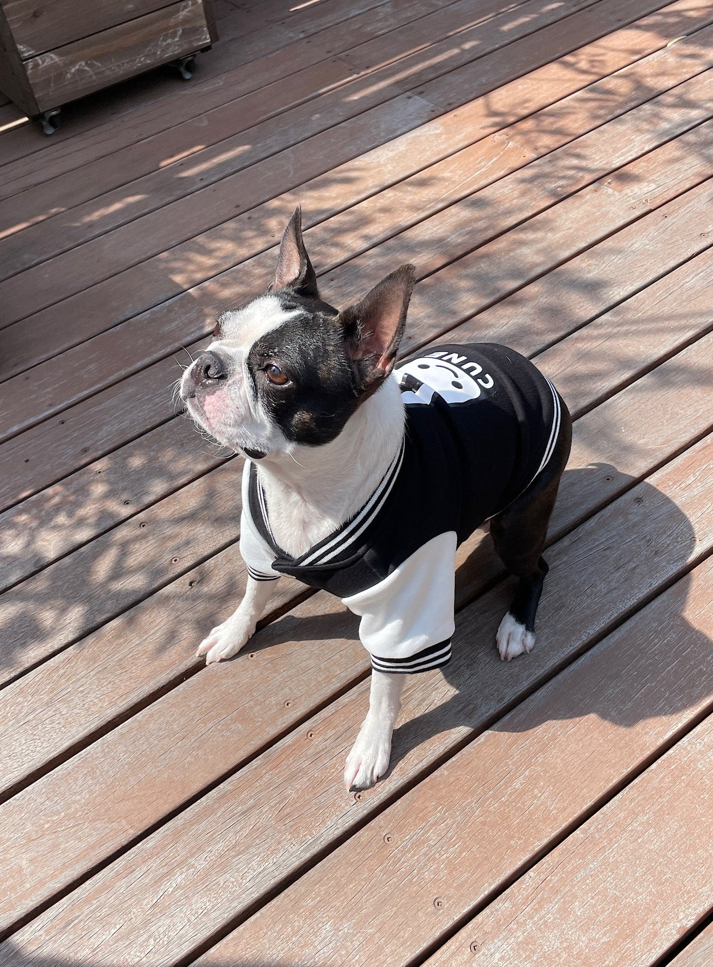 小型犬のスウェットスタジャン