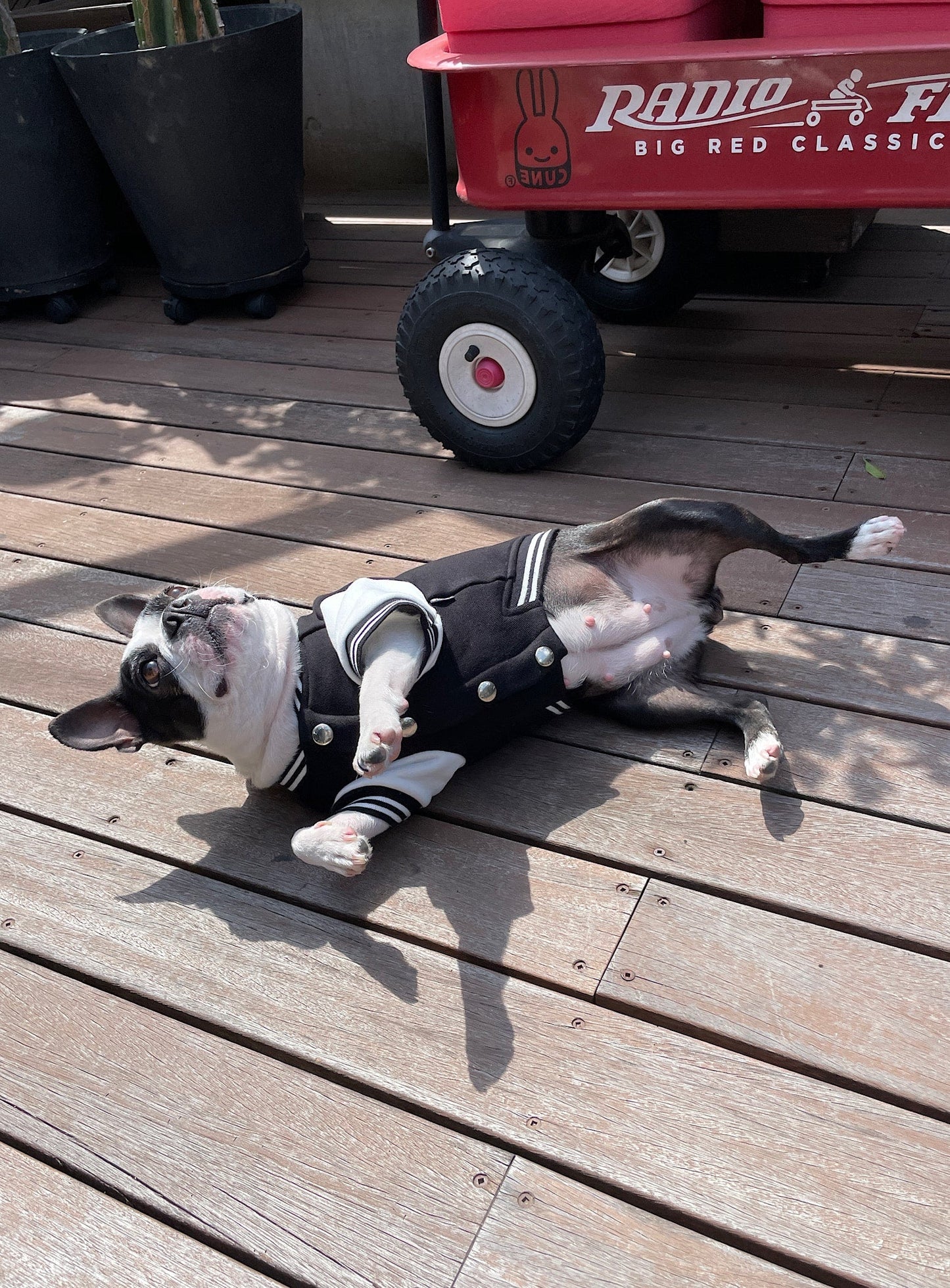小型犬のスウェットスタジャン
