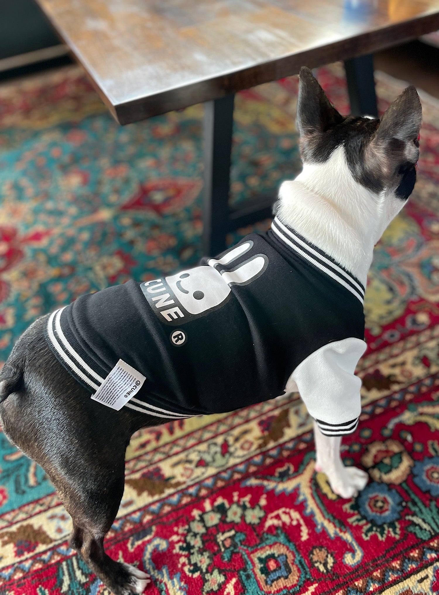 小型犬のスウェットスタジャン