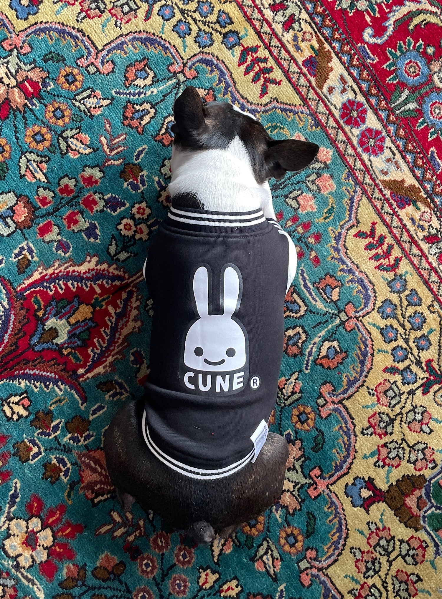 小型犬のスウェットスタジャン