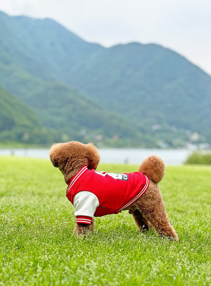 小型犬のスウェットスタジャン
