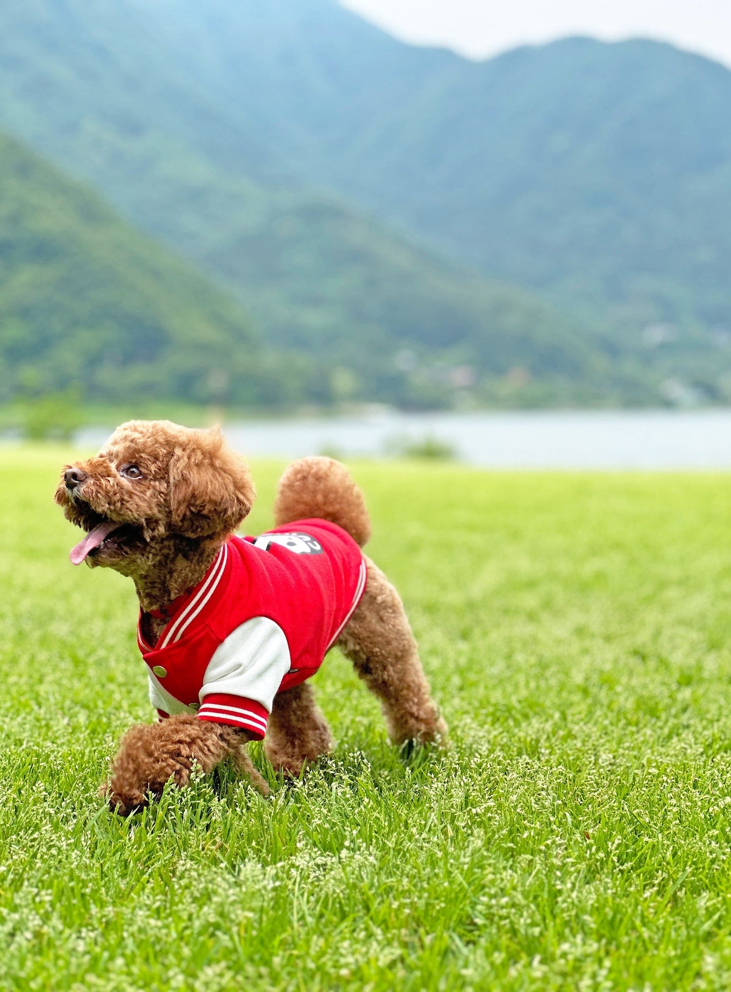 小型犬のスウェットスタジャン