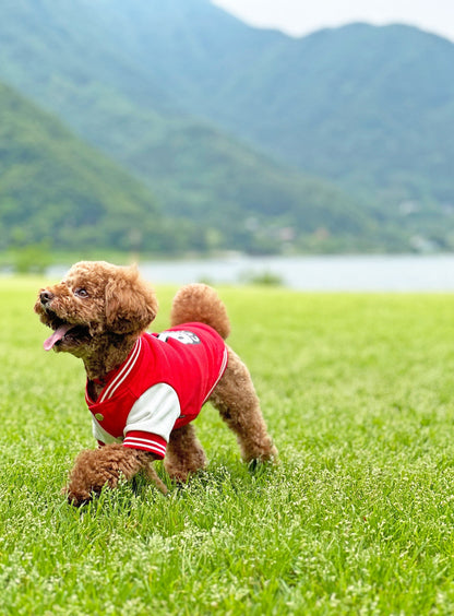 小型犬のスウェットスタジャン