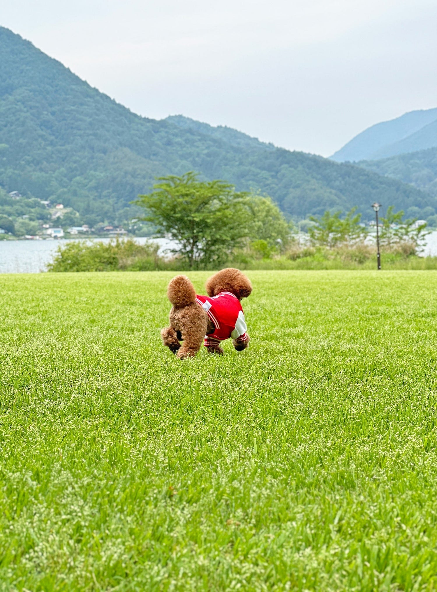小型犬のスウェットスタジャン