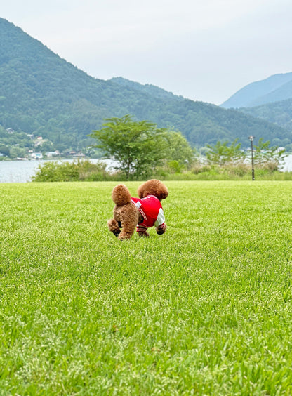小型犬のスウェットスタジャン
