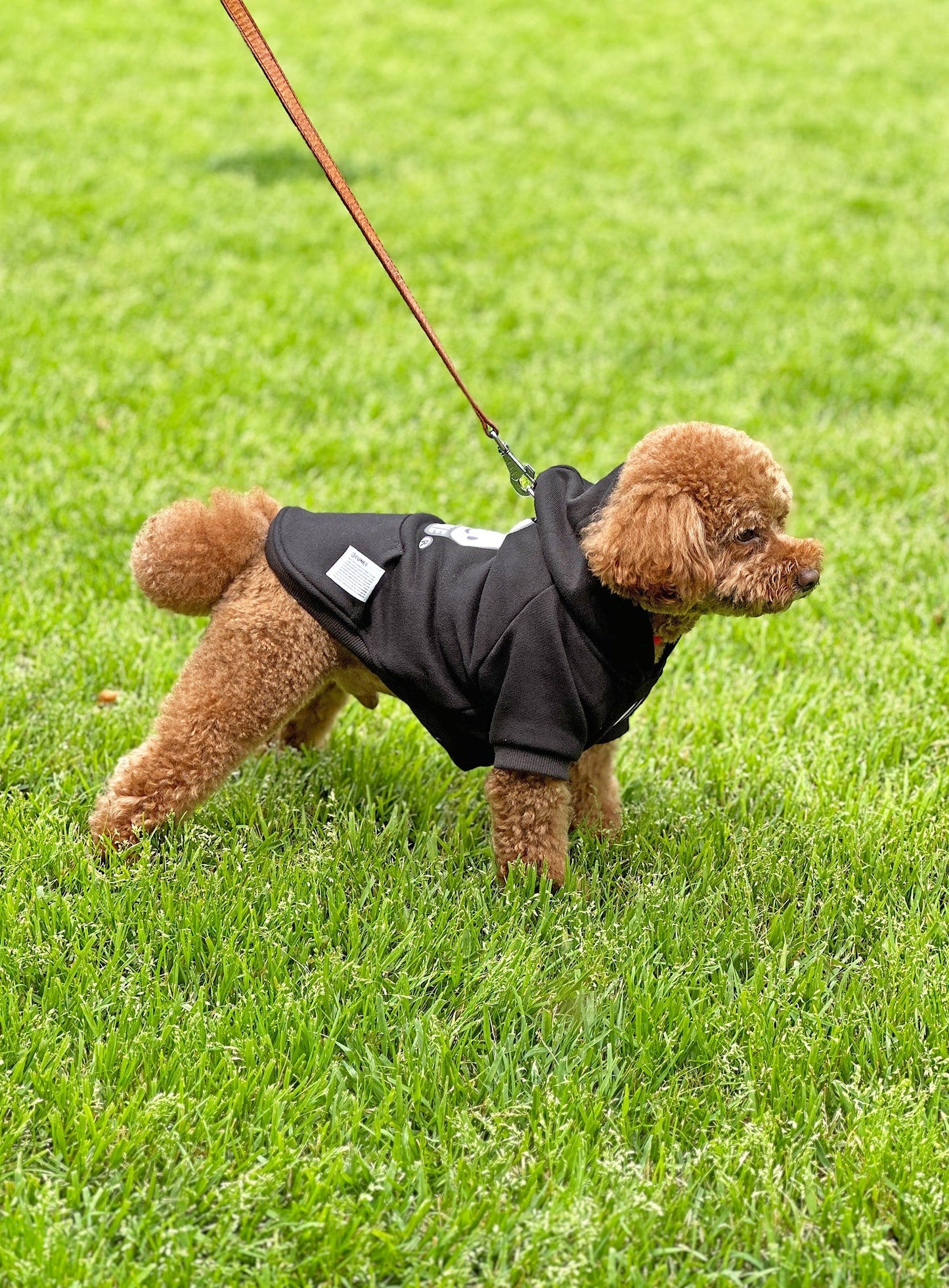 小型犬のプルパーカー