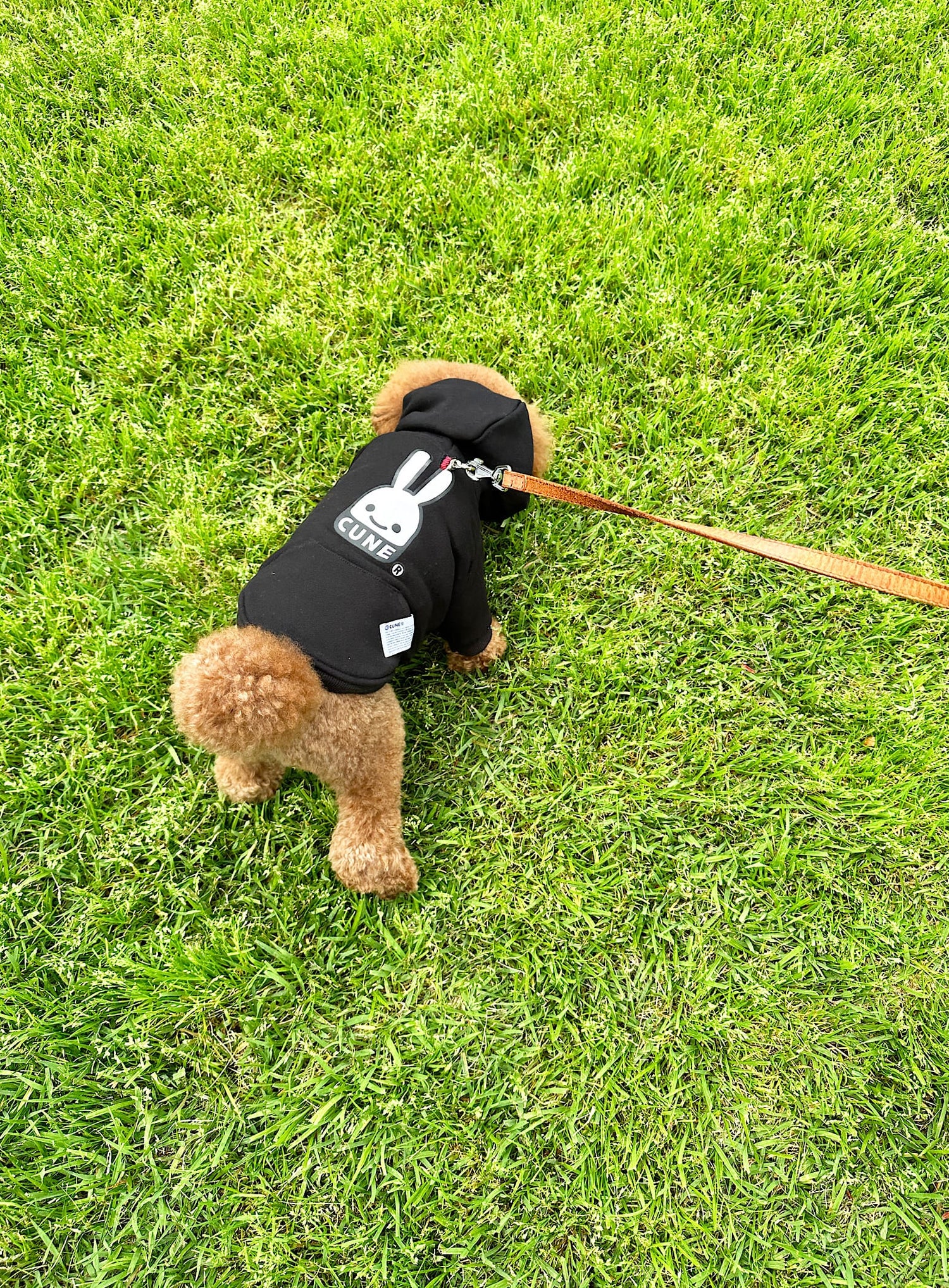 小型犬のプルパーカー