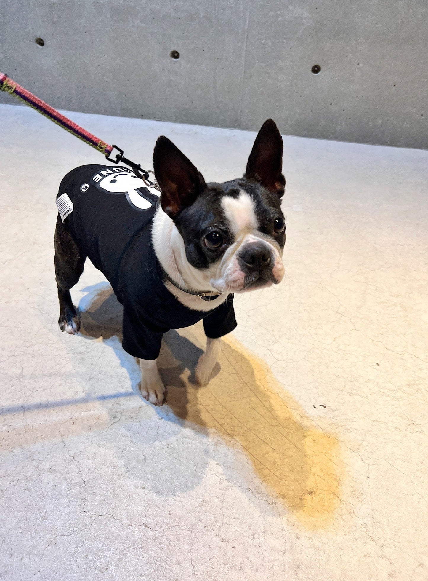 小型犬のTシャツ