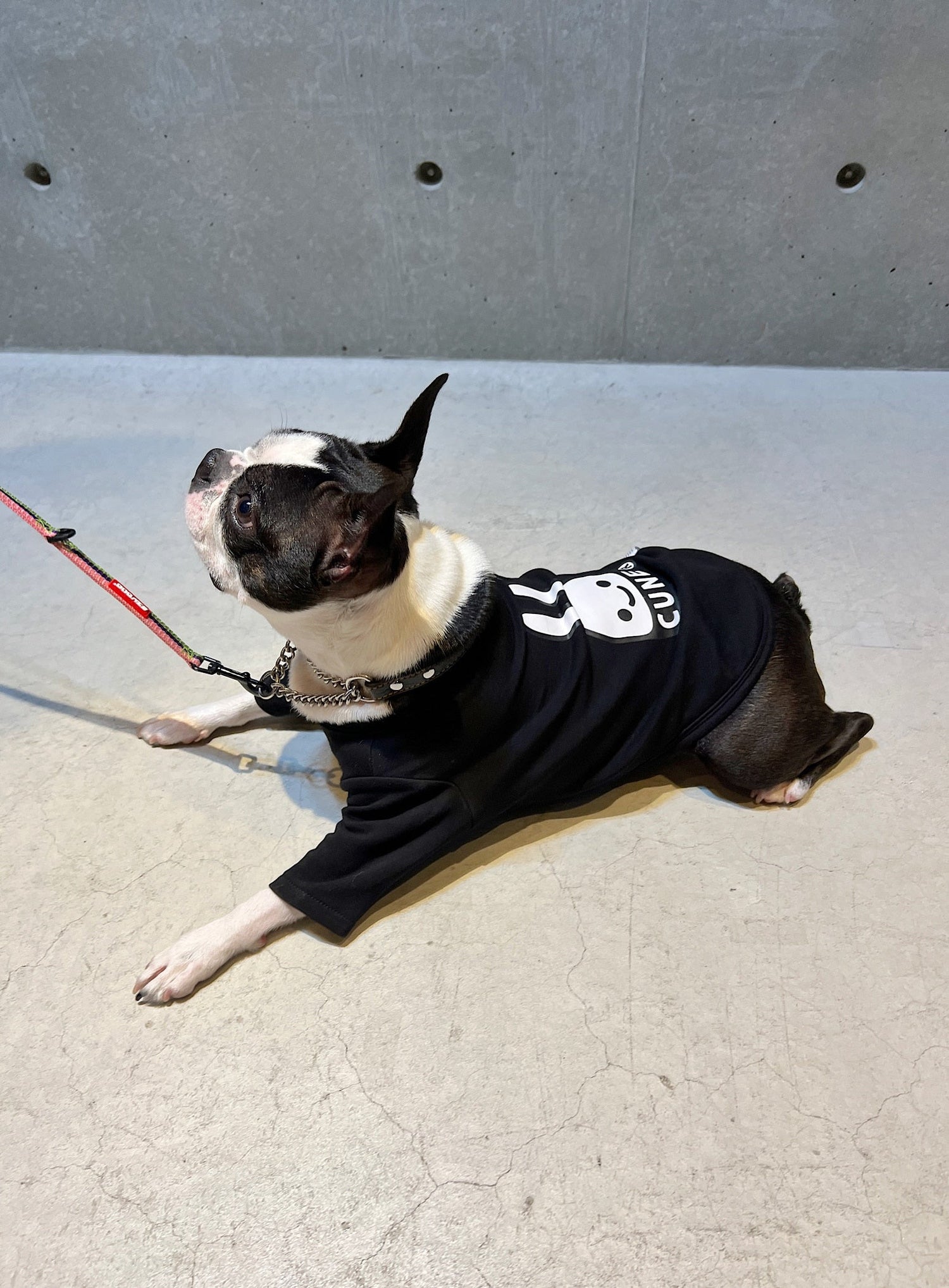 小型犬のTシャツ