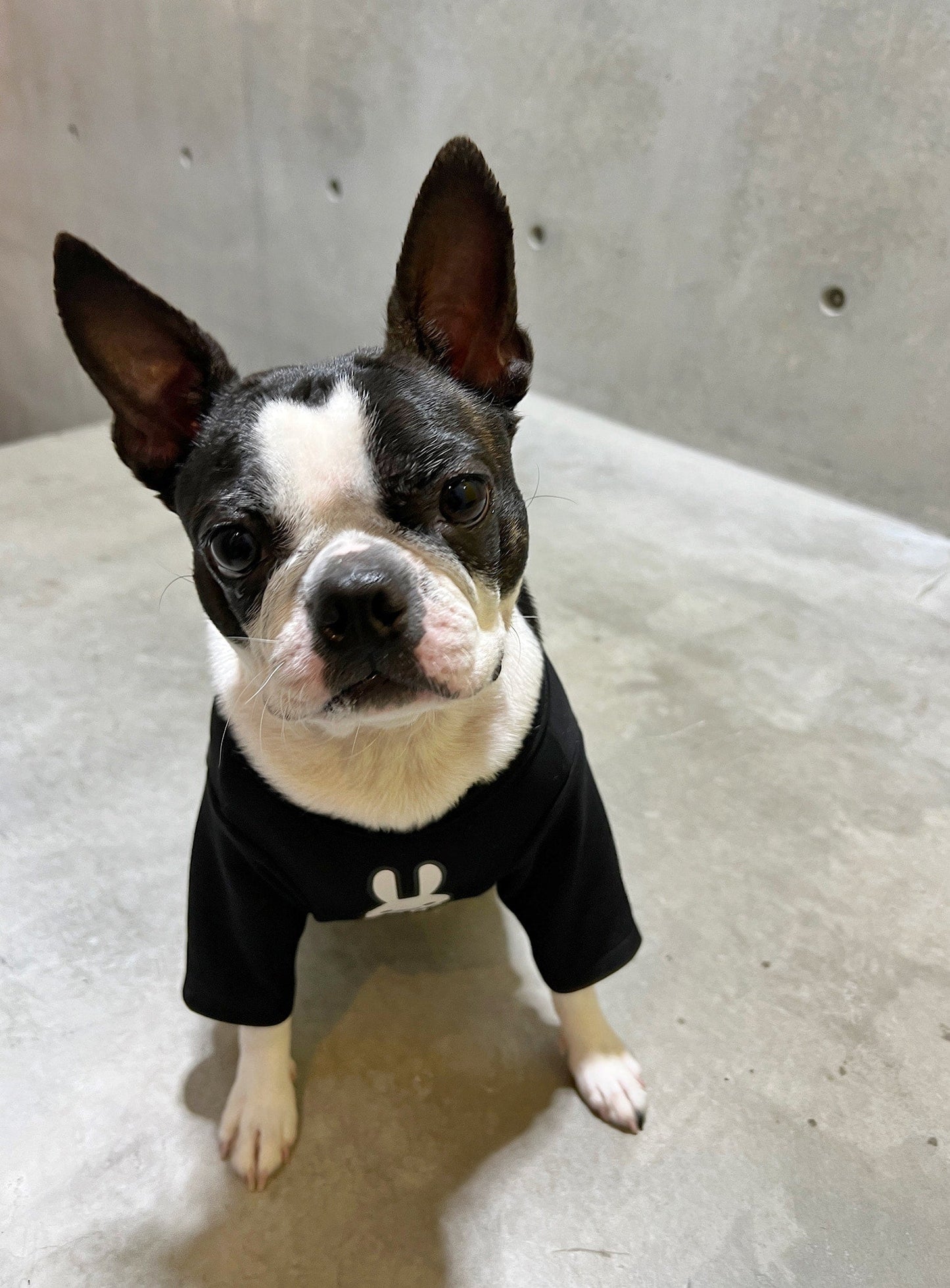小型犬のTシャツ