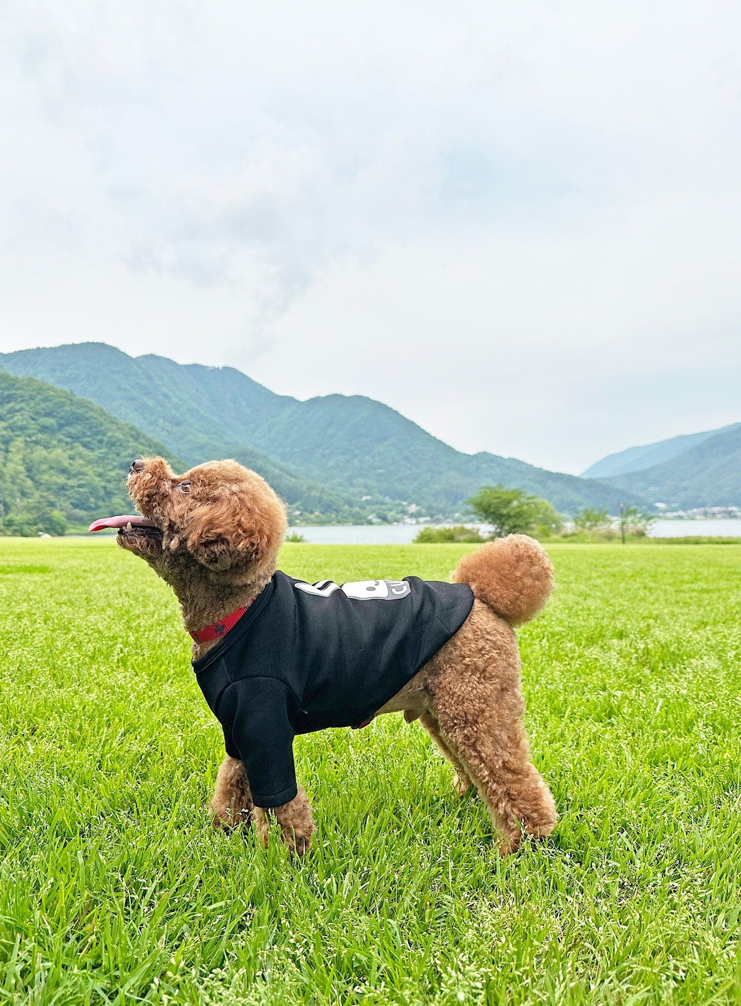小型犬のTシャツ