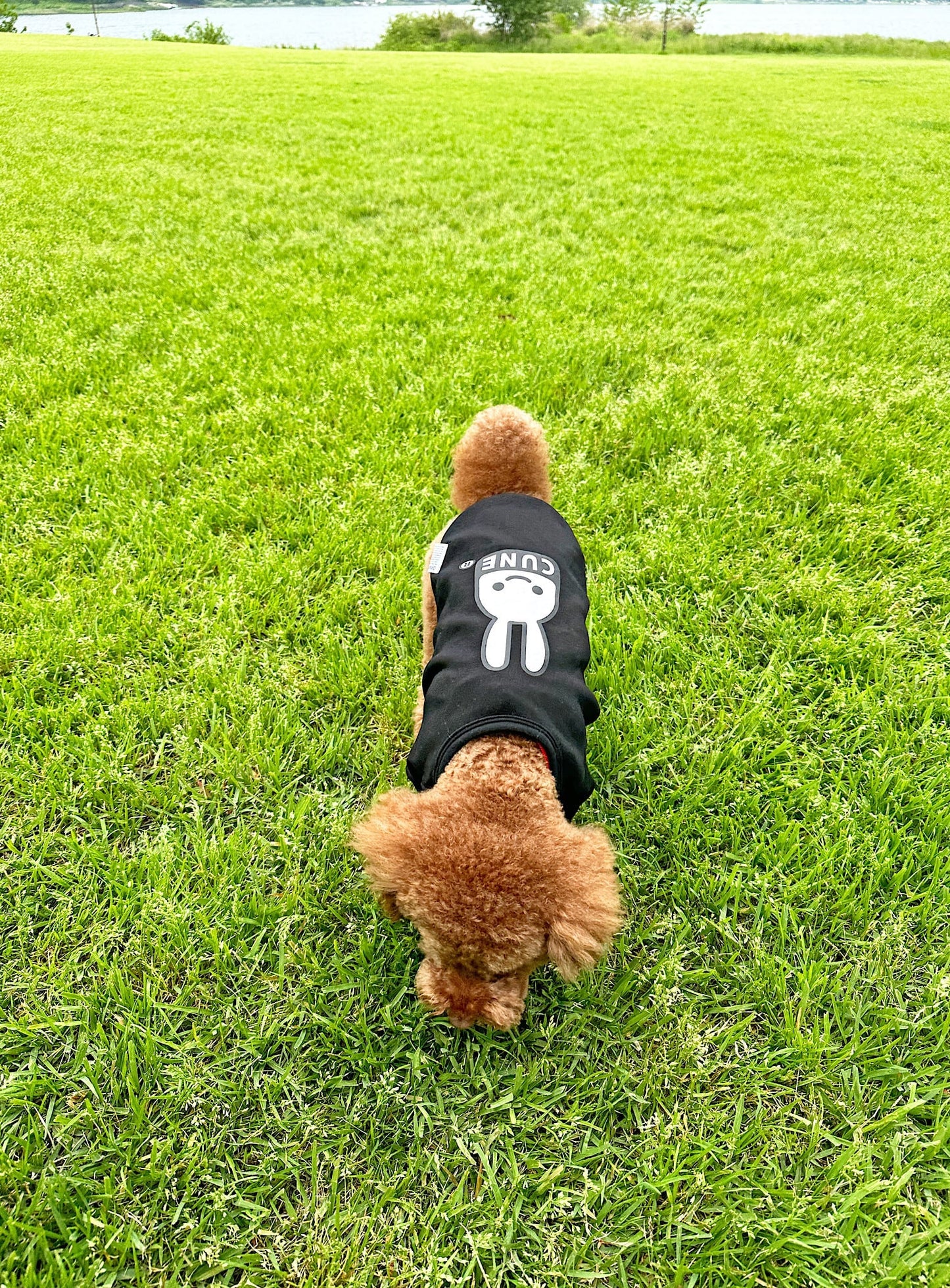 小型犬のTシャツ