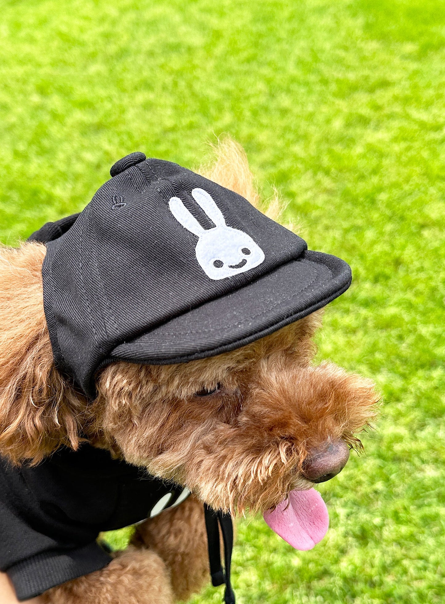小型犬のソフトコットンキャップ