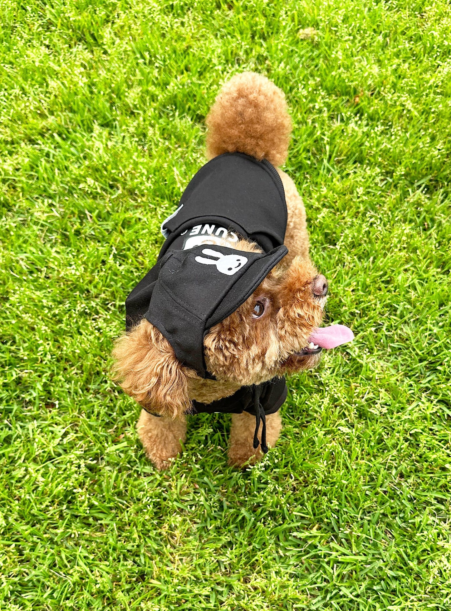 小型犬のソフトコットンキャップ