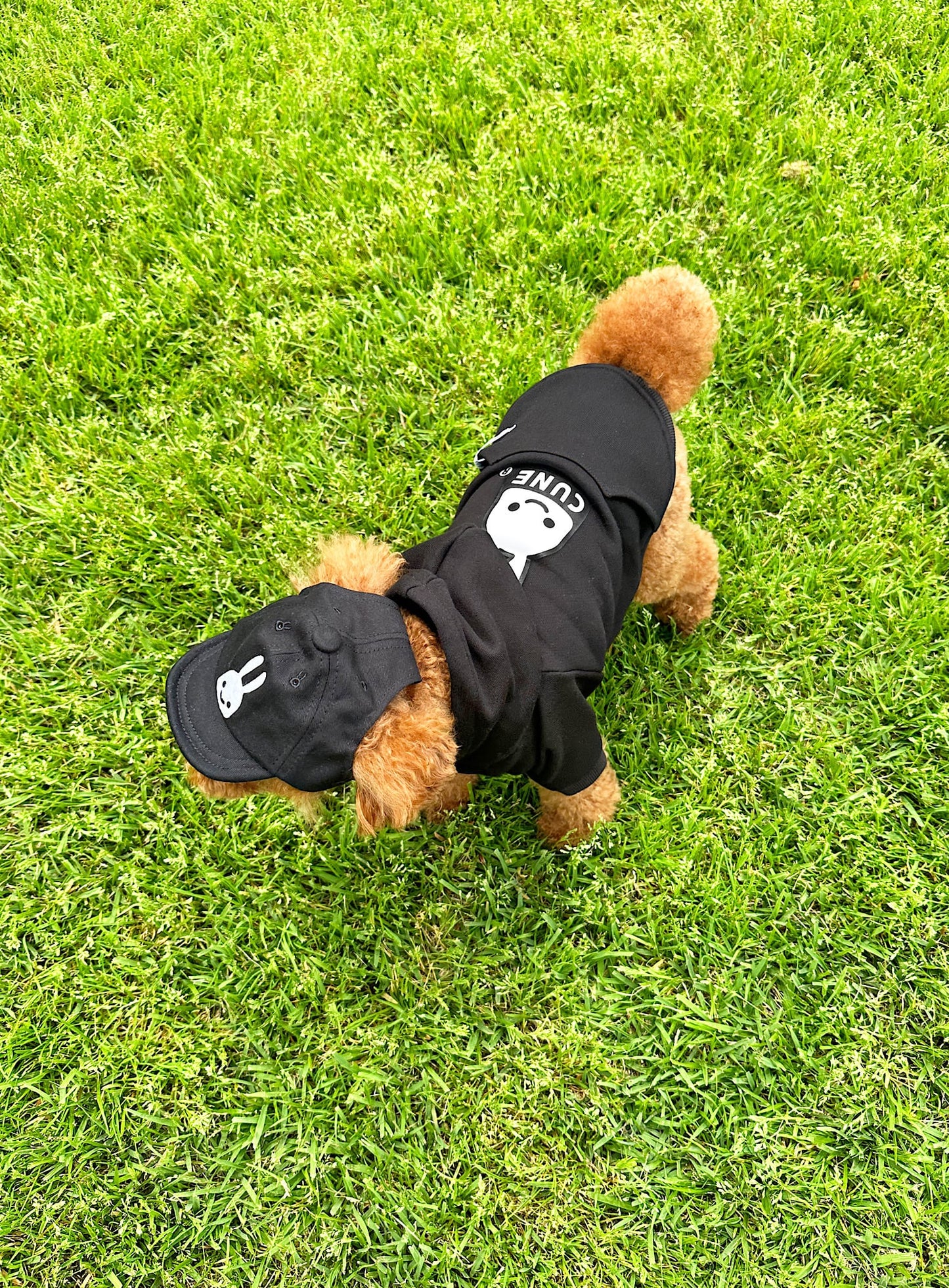 小型犬のソフトコットンキャップ