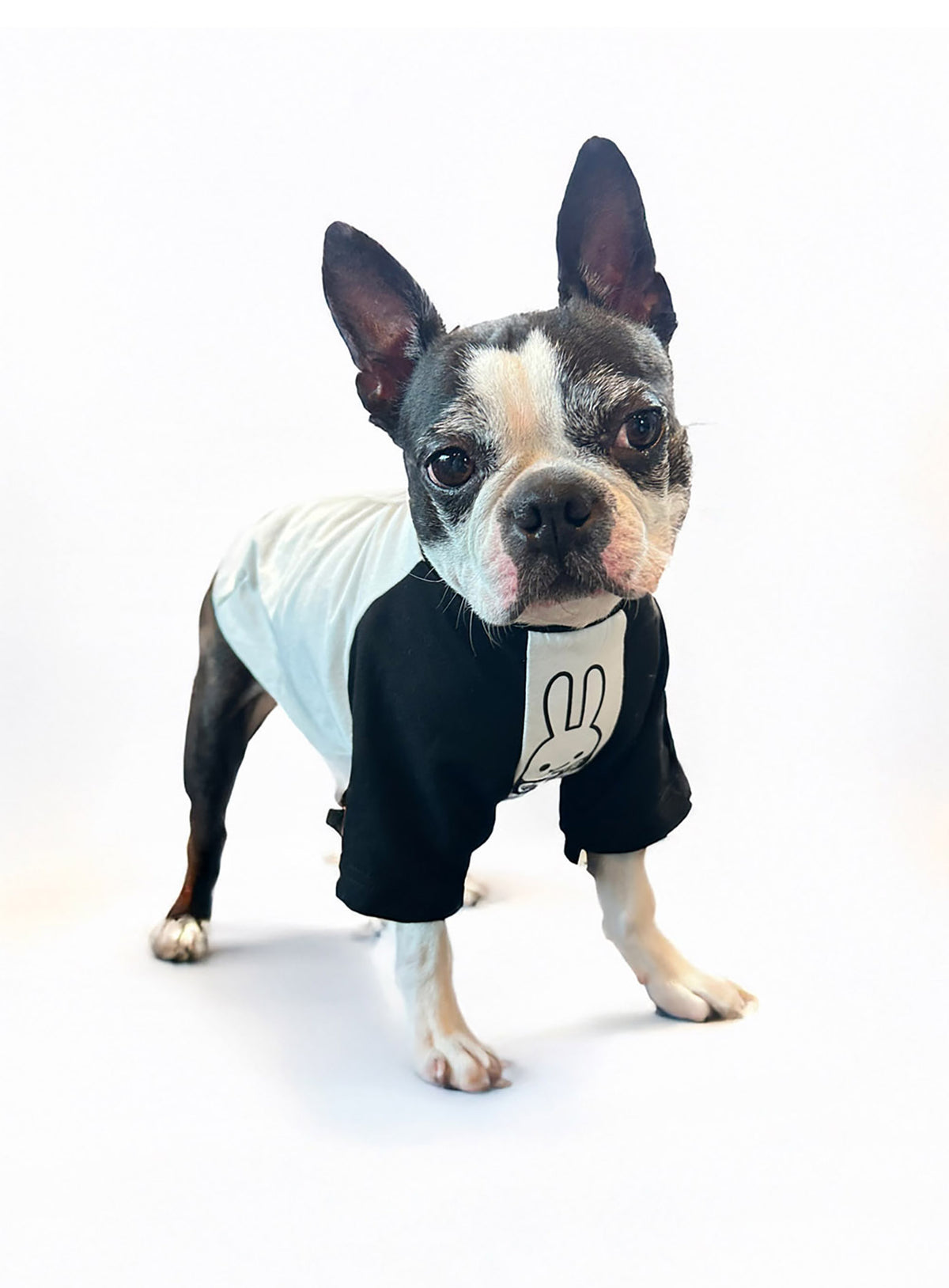 犬と人 犬のラグランTシャツ CUNEウサギ