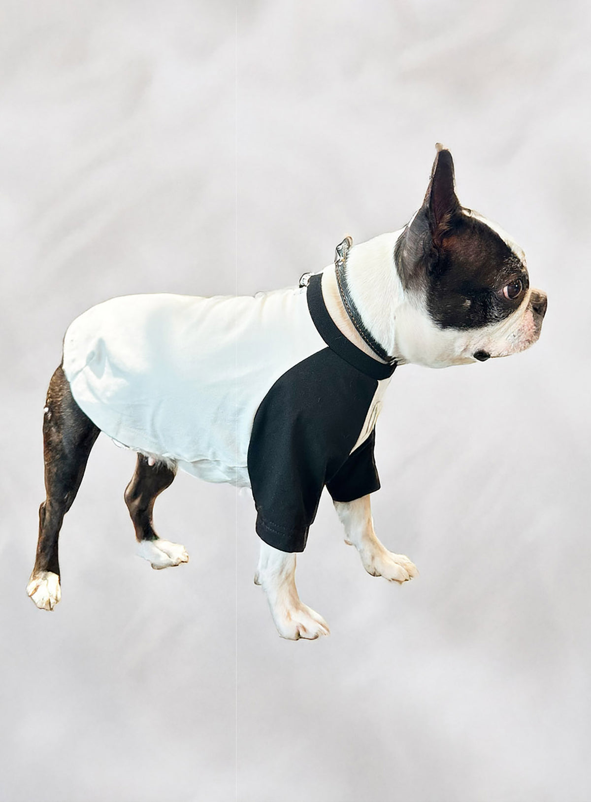 犬と人 犬のラグランTシャツ CUNEウサギ